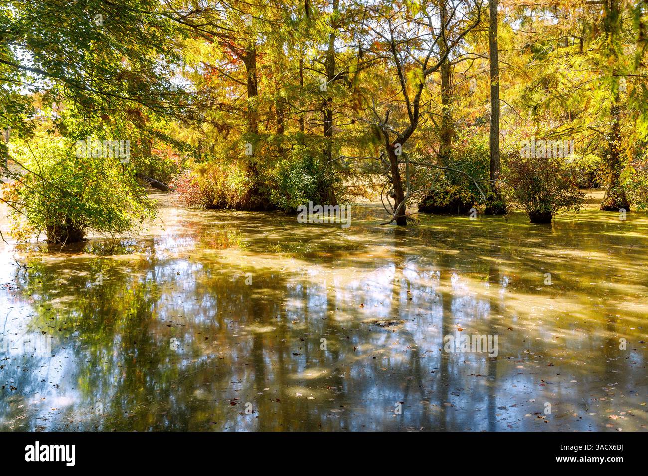 Cyprès chauve avec effet arc-en-ciel dans Trussum Pond au Trap Pond State Park à Laurel, comté de Sussex, Delaware, États-Unis Banque D'Images