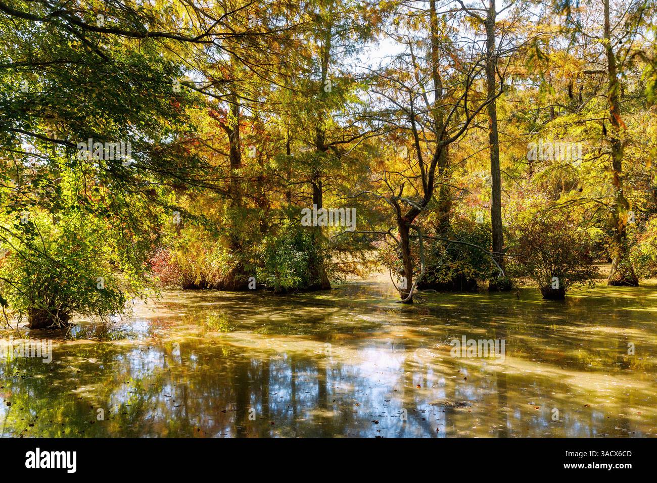 Cyprès chauve avec effet arc-en-ciel au parc d'État de Trussum Pond à Laurel, comté de Sussex, Delaware, États-Unis Banque D'Images