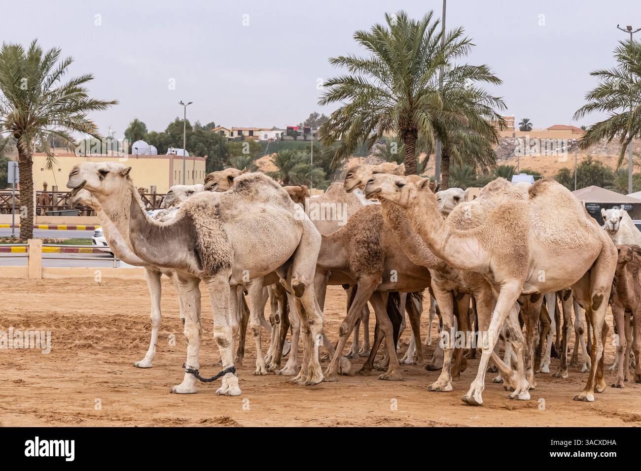 Arabie saoudite, Al-Qassim, Buraydah. Chameaux au marché au bétail d'Al Qassim. Banque D'Images
