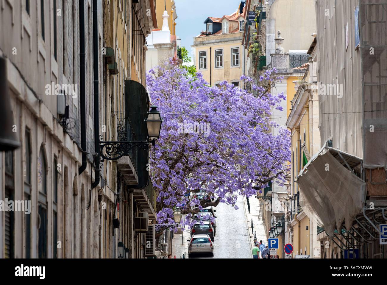 Un bel arbre Jacaranda en fleurs puple dans une rue étroite dans le centre de Lisbonne, Portugal Banque D'Images