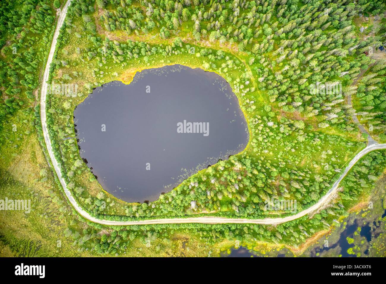Finlande, Ostrobotnie du Nord, région de Rukatunturi. Marais, le bord jaune est dû à la floraison des plantes. Banque D'Images