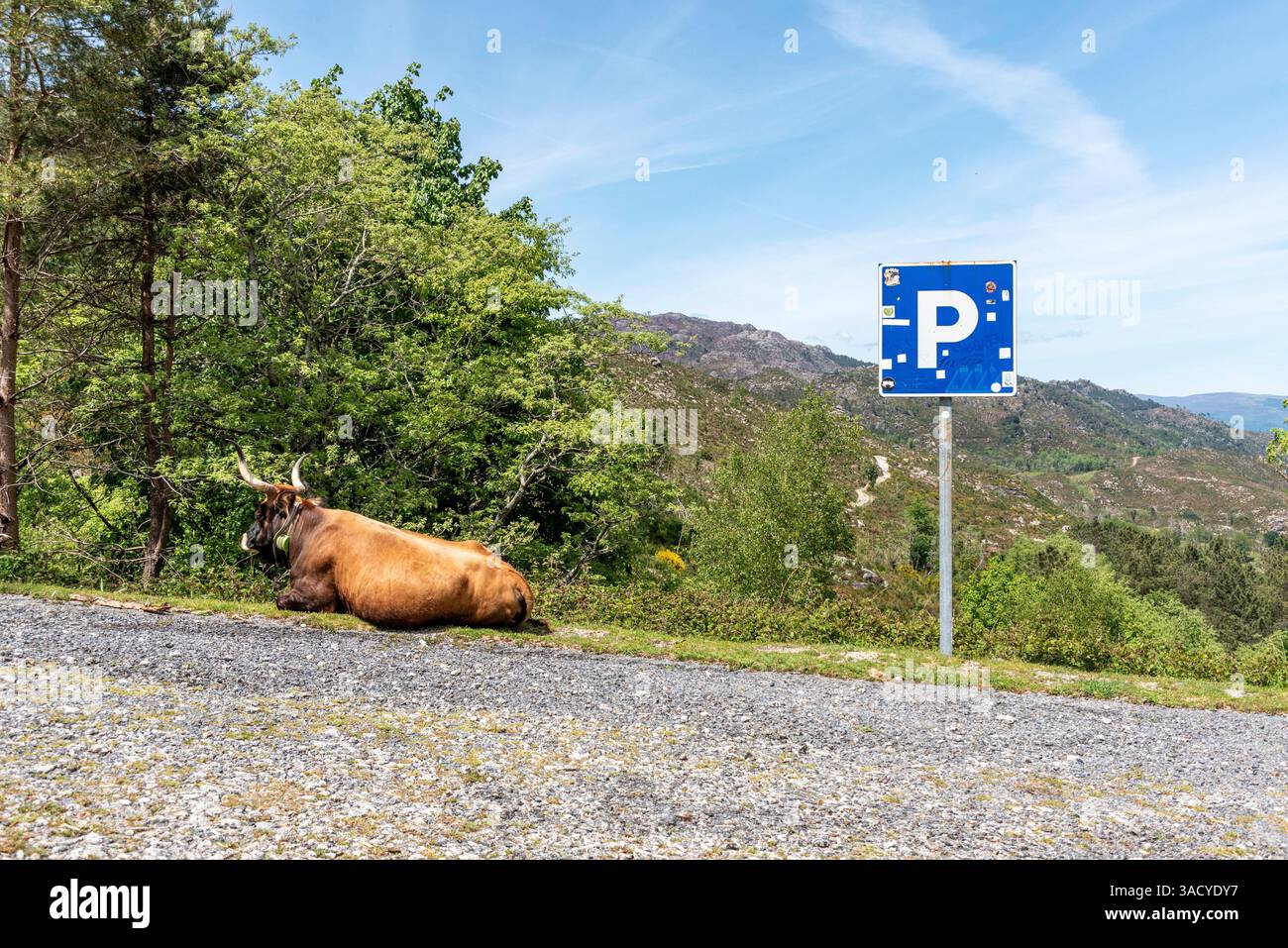 Une vache se trouve paisiblement à côté d'un panneau de stationnement dans le pittoresque parc national Peneda-Geres, au Portugal, entouré de verdure luxuriante et de montagnes Banque D'Images
