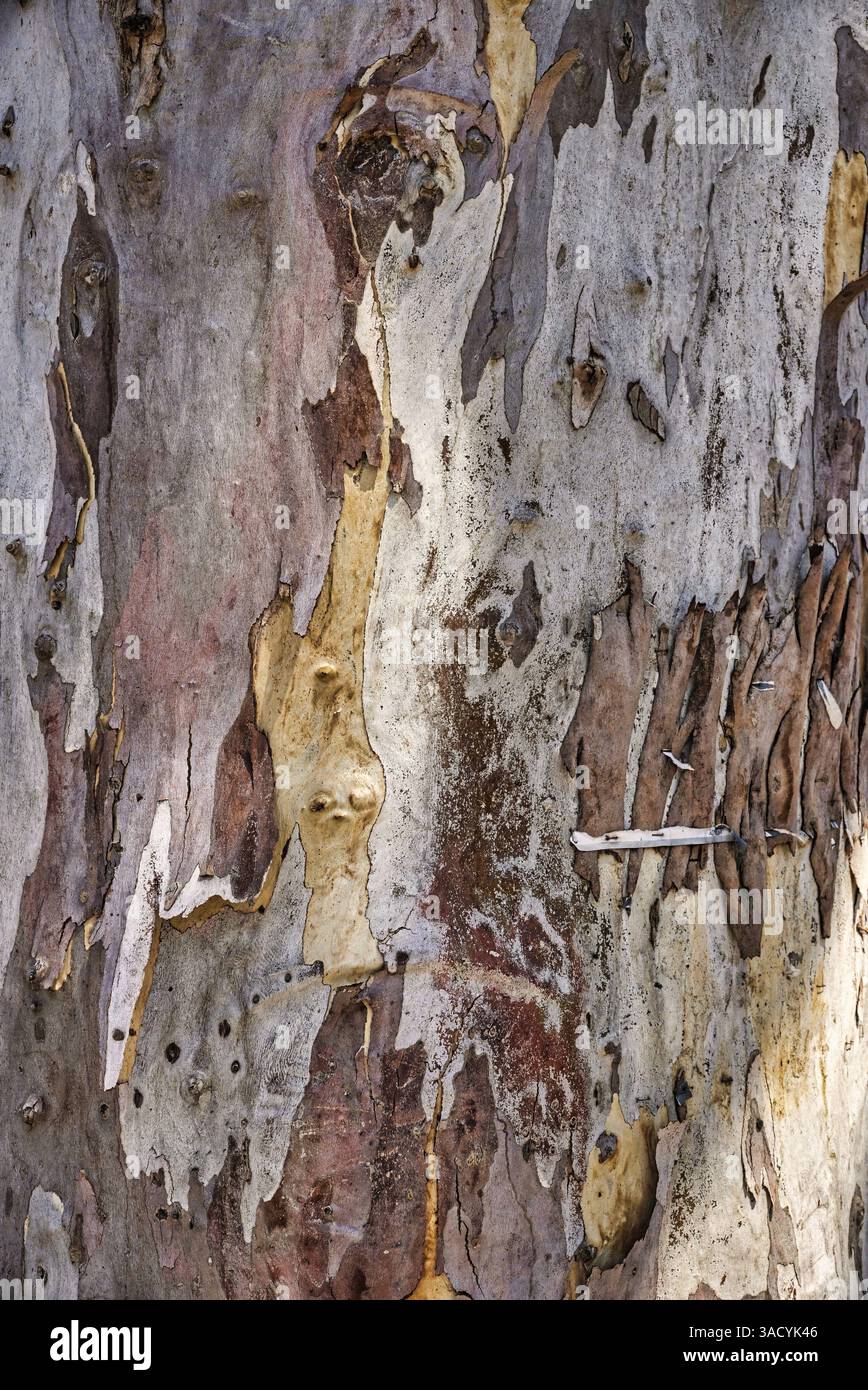 gros plan sur l'écorce d'arbre avec structure visible Banque D'Images