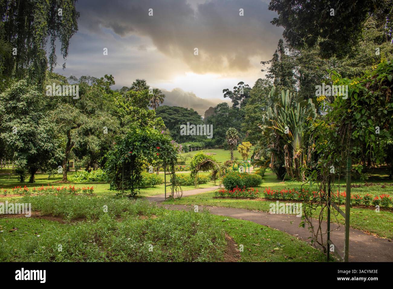 Jardin botanique. Paysage photographié dans un parc. Beaux espaces paysagers et nature tropicale dans les jardins botaniques royaux Peradeniya près de Kandy, Sri Lanka, Nuwara Eliya, Sri Lanka Banque D'Images