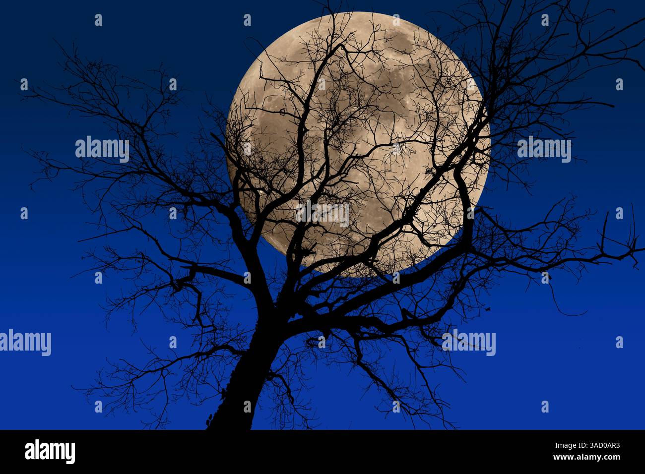 arbre de lune bleu foncé nuit hiver Banque D'Images