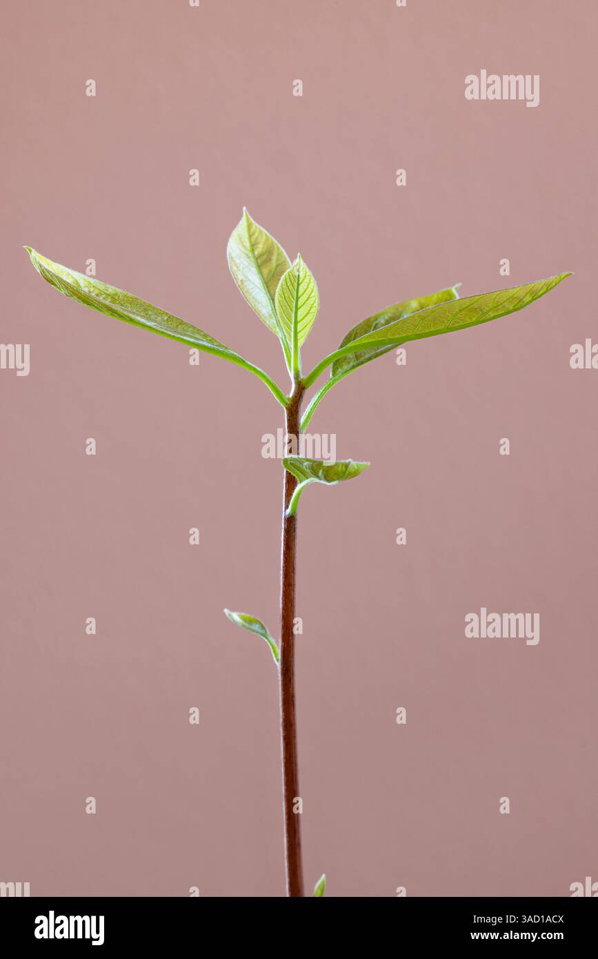 Jeune plante d'avocat vert, croissance Banque D'Images