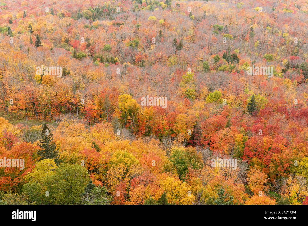 États-Unis, Minnesota, forêt nationale supérieure. Couleurs de la forêt d'automne. ©Don Grall / Galerie Jaynes / DanitaDelimont.com Banque D'Images