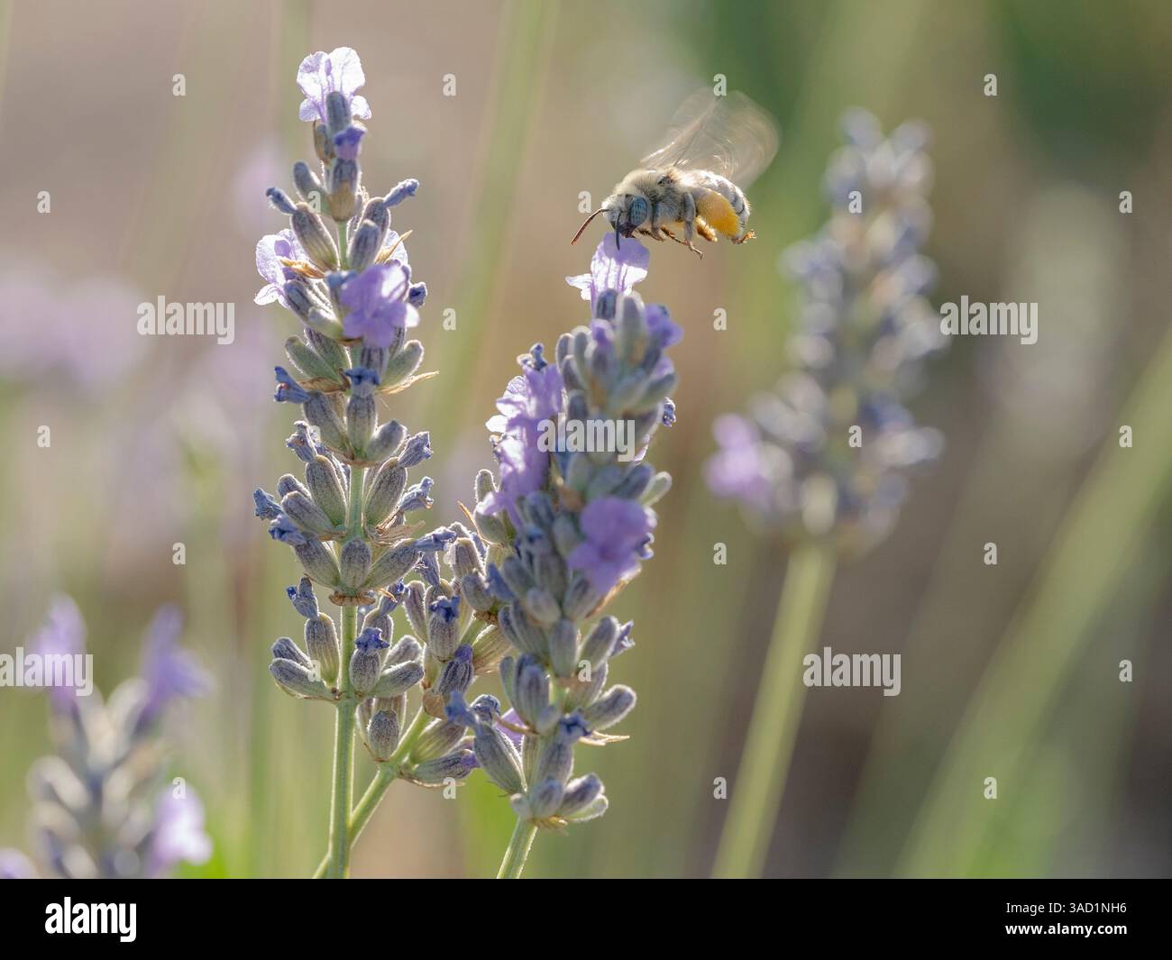Yeux bleus, digger, abeille à longue corne sur fleurs de lavande, Nouveau-Mexique Banque D'Images