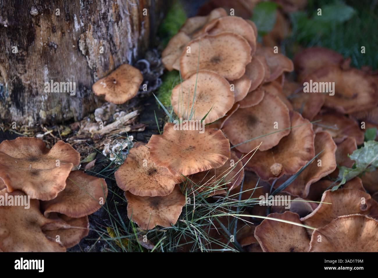 Europe, Allemagne, basse-Saxe, automne, champignons, hallimash commun, Armillaria ostoyae, propagation fongique sur une souche d'arbre Banque D'Images