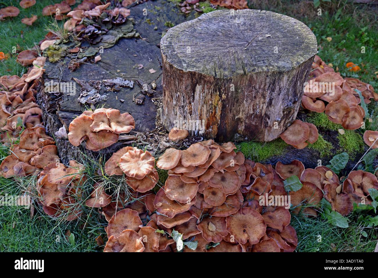 Europe, Allemagne, basse-Saxe, automne, champignons, hallimash commun, Armillaria ostoyae, propagation fongique sur une souche d'arbre Banque D'Images