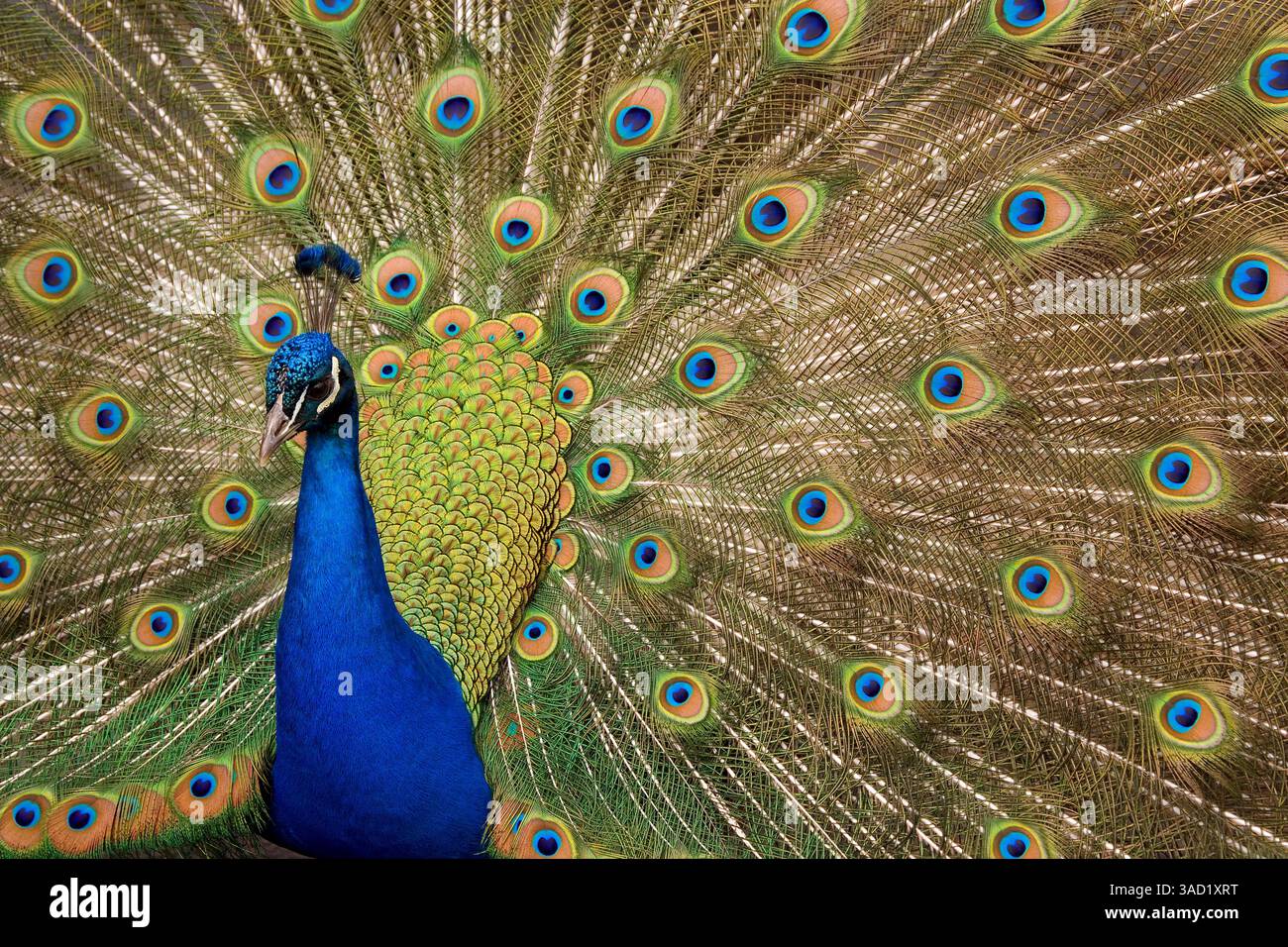 États-Unis, État de Washington, Seabeck. Peacock affichant une plume complète. ©Don Paulson / Galerie Jaynes / DanitaDelimont.com Banque D'Images