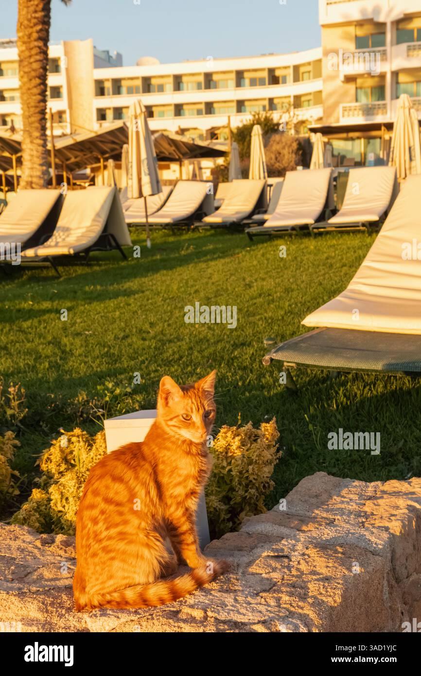 Chypre, Paphos, Constaninou Bros Hotel, Hotel Pet Cat Banque D'Images