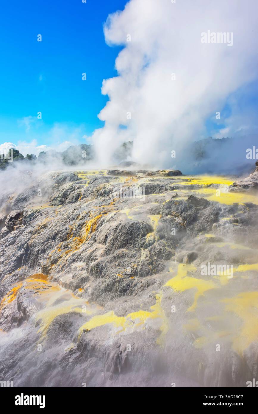 Le Prince de Galles et les geysers Pohutu en éruption, la vallée thermale de te Puia, Rotorua, région de la baie de Plenty, Île du Nord, Nouvelle-Zélande Banque D'Images