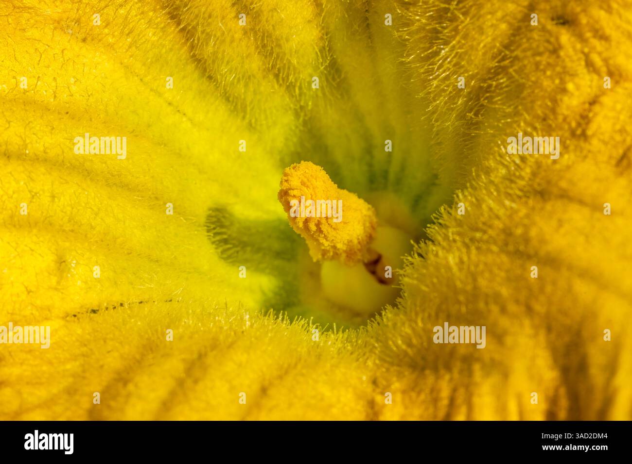 Issaquah, État de Washington, États-Unis. Gros plan d'une fleur de courge butternut. Banque D'Images