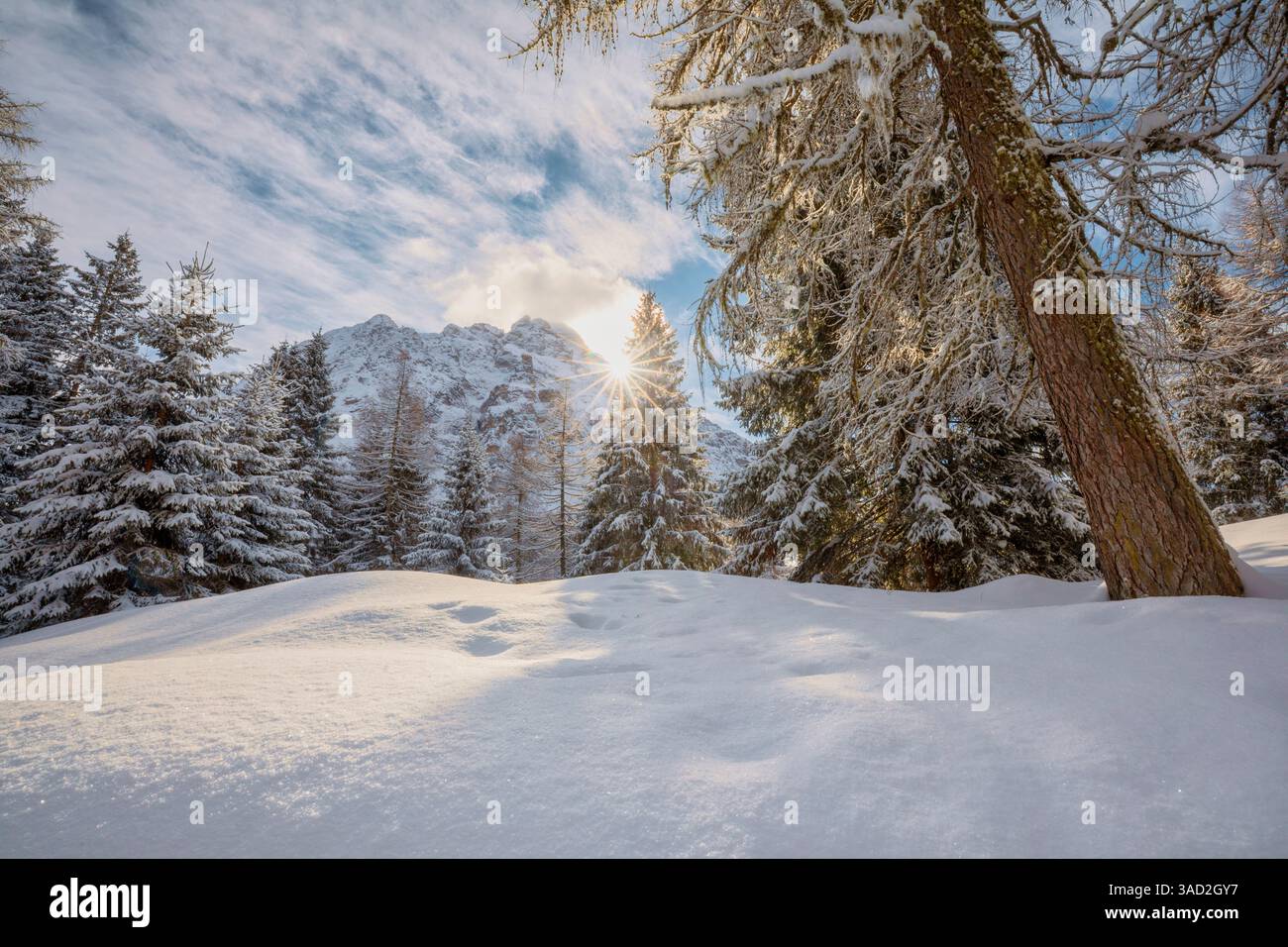 Paysage d'hiver avec des arbres enneigés et le soleil se levant du profil d'une montagne, dolomites agordine, col duran, municipalité de la Valle Agordina, province de belluno, vénétie, italie Banque D'Images