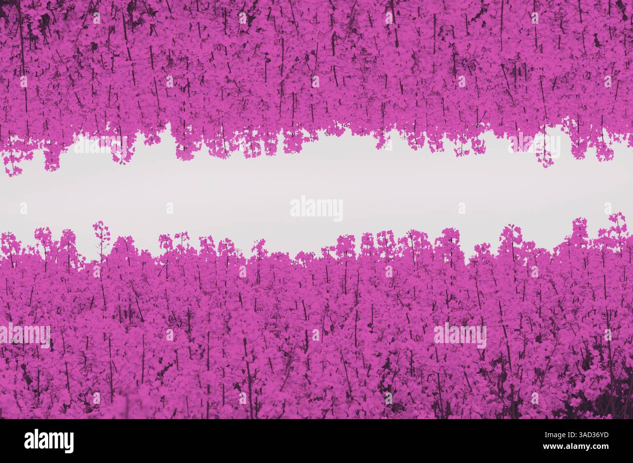 Fond avec des fleurs sur blanc et place pour le texte. Photo de haute qualité Banque D'Images