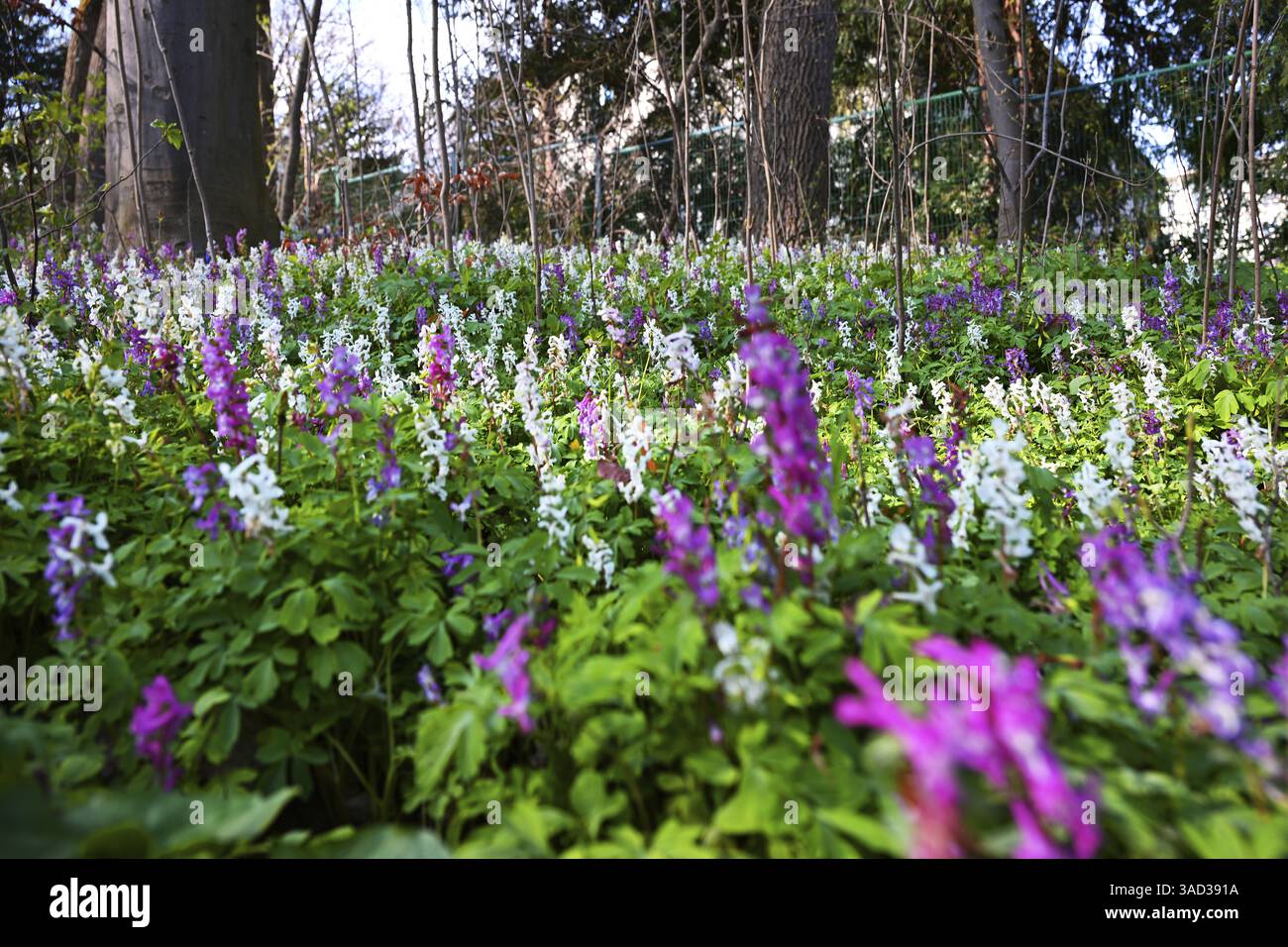 Hollow larkspur (Corydalis cava), jardin anglais, Munich, Bavière, Allemagne, Europe Banque D'Images