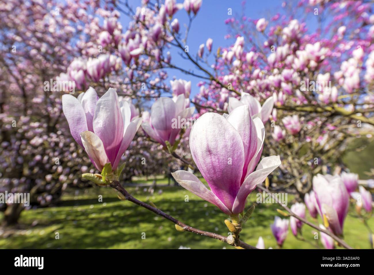Floraison des arbres au printemps. Les magnolias (Magnolia) fleurissent avec des fleurs blanches, violettes et roses. Stuttgart, Bade-Wuerttemberg, Allemagne, Europe Banque D'Images