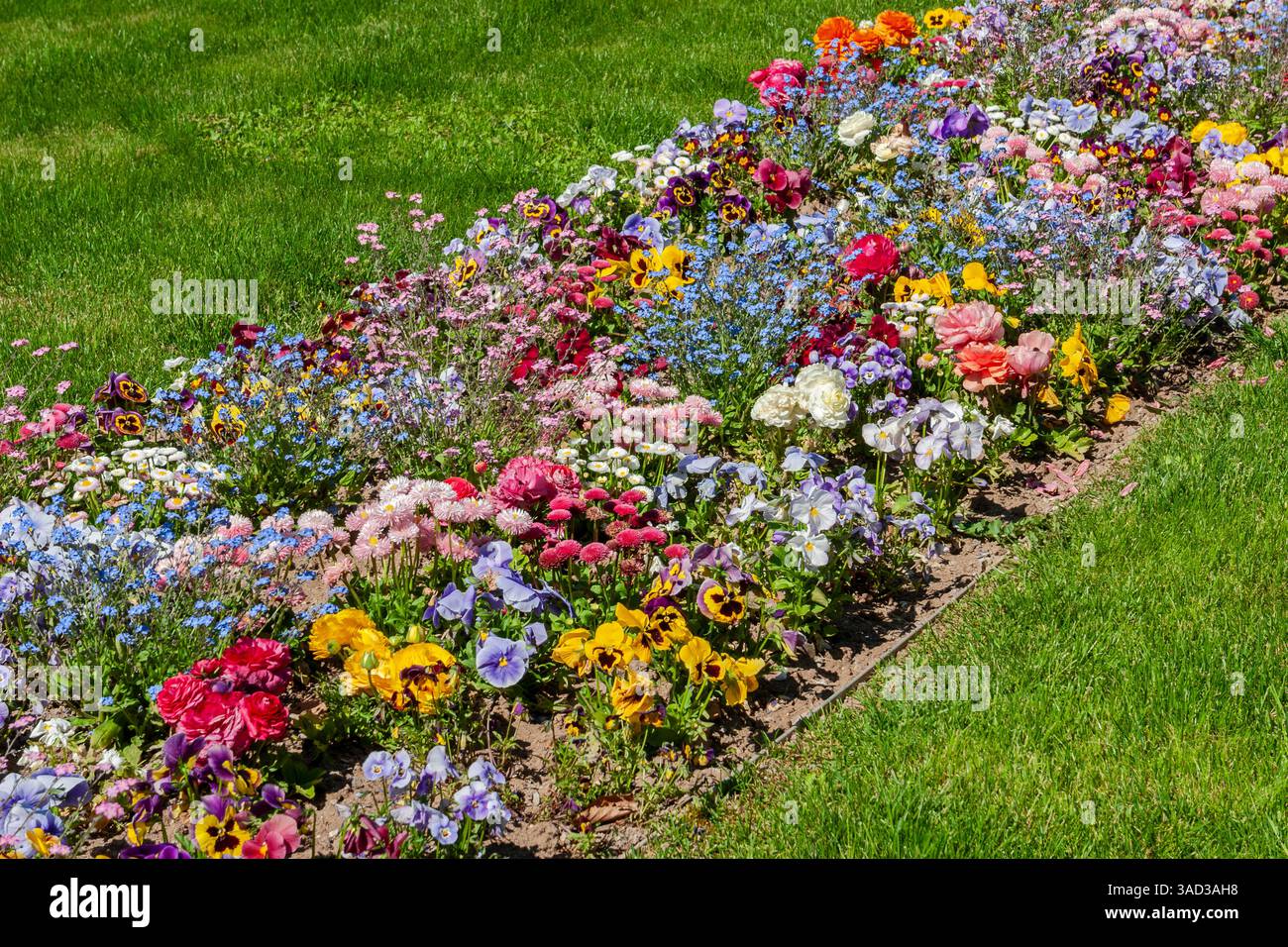 Allemagne, Bavière, Cobourg, parterre de fleurs, Forget-me-Nots, ranunculus, pansies, fleurs de printemps, beau jardin, parc, plantation Banque D'Images
