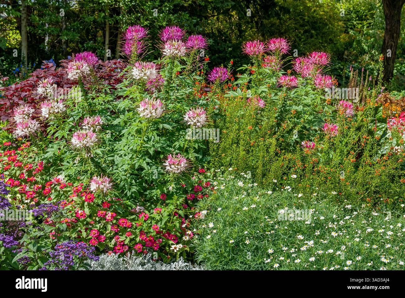Allemagne, Bade-Württemberg, Tübingen, fleurs d'araignée, fleurs de jardin, parterre de fleurs Banque D'Images
