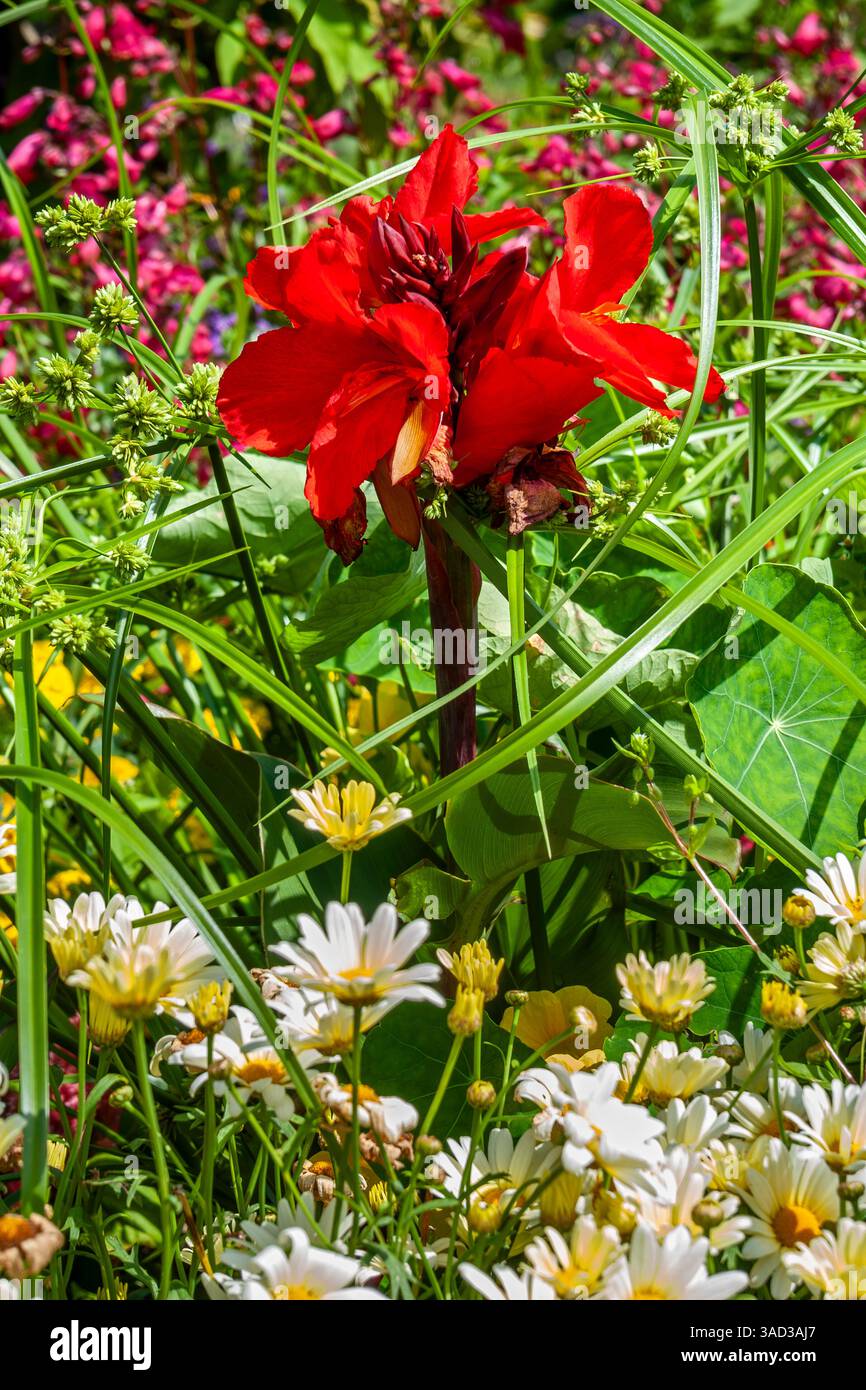 Allemagne, Bade-Württemberg, Tübingen, canne à fleurs indienne, hybride Canna, canna indica, plante ornementale Banque D'Images