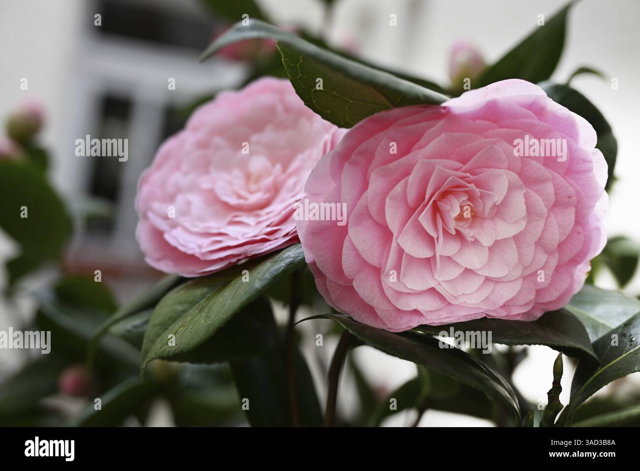 Fleurs d'un camélia (Camellia japonica) Banque D'Images