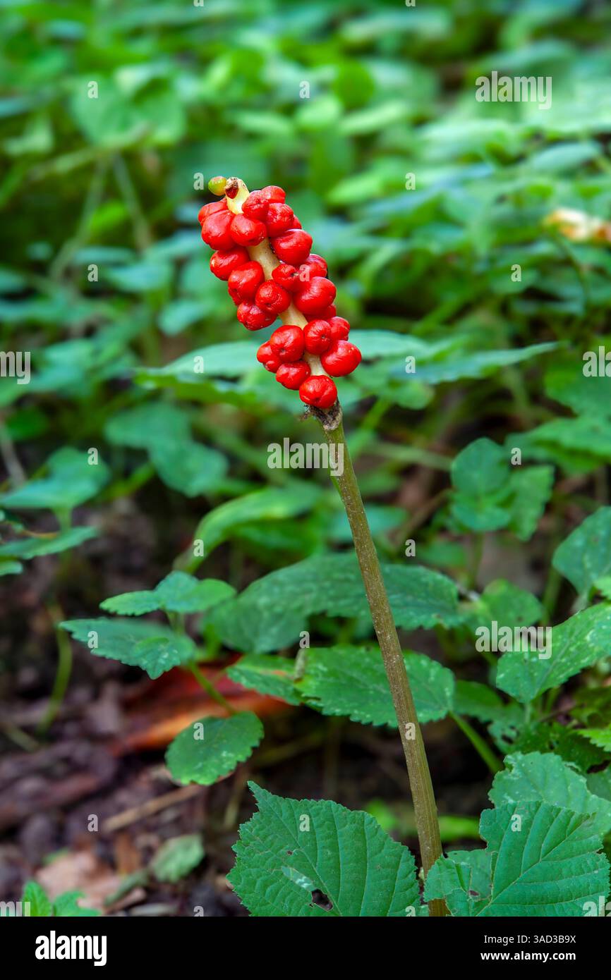 Arum maculatum, bouquet de fruits avec des baies mûres Banque D'Images