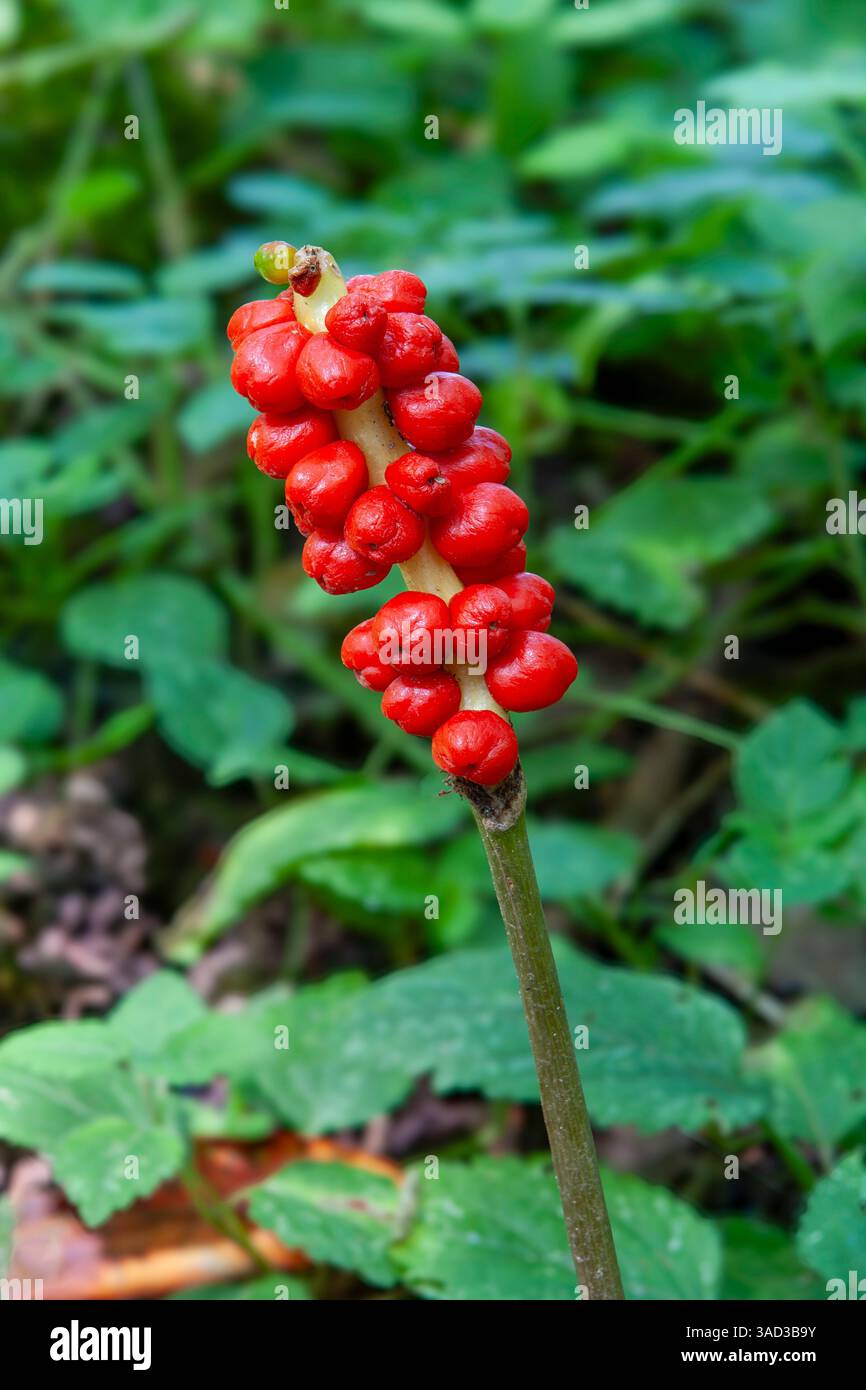 Arum maculatum, bouquet de fruits avec des baies mûres Banque D'Images