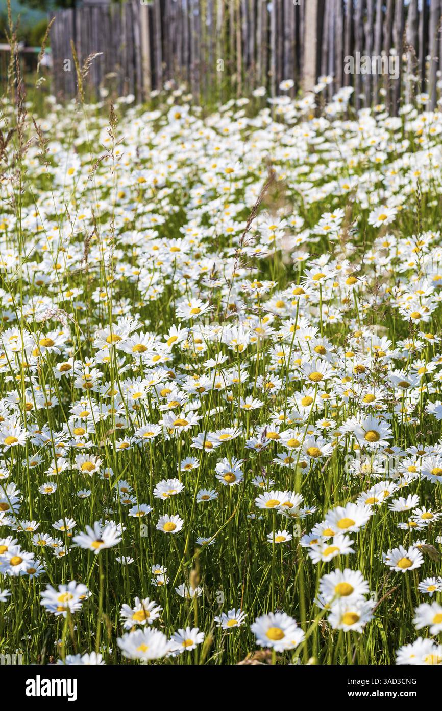 Marguerites de prairie fleuries luxuriantes (Leucanthemum vulgare) sur une clôture en bois, Saxe, Allemagne, Europe Banque D'Images