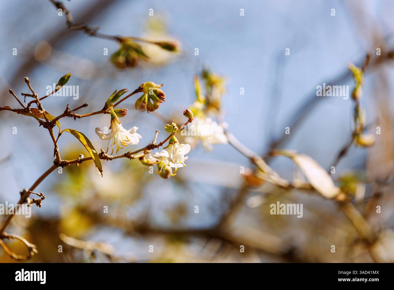 Violet chèvrefeuille beauté d'hiver, Lonicera x purpusii Rheder, fleurs Banque D'Images
