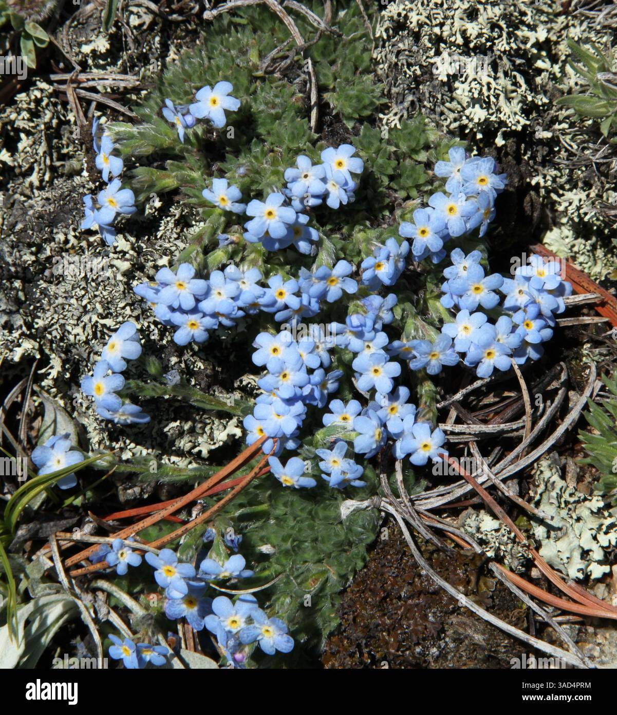 Alpine Forget-me-not (Eritrichium) fleur sauvage bleue dans les montagnes Beartooth, Montana Banque D'Images
