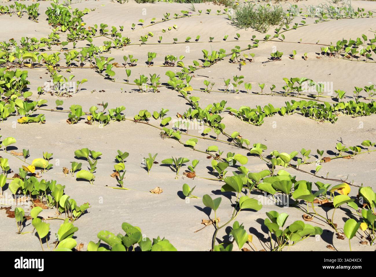 Coastal Morning Glory (Ipomoea) plante de vigne poussant sur une plage de sable Banque D'Images
