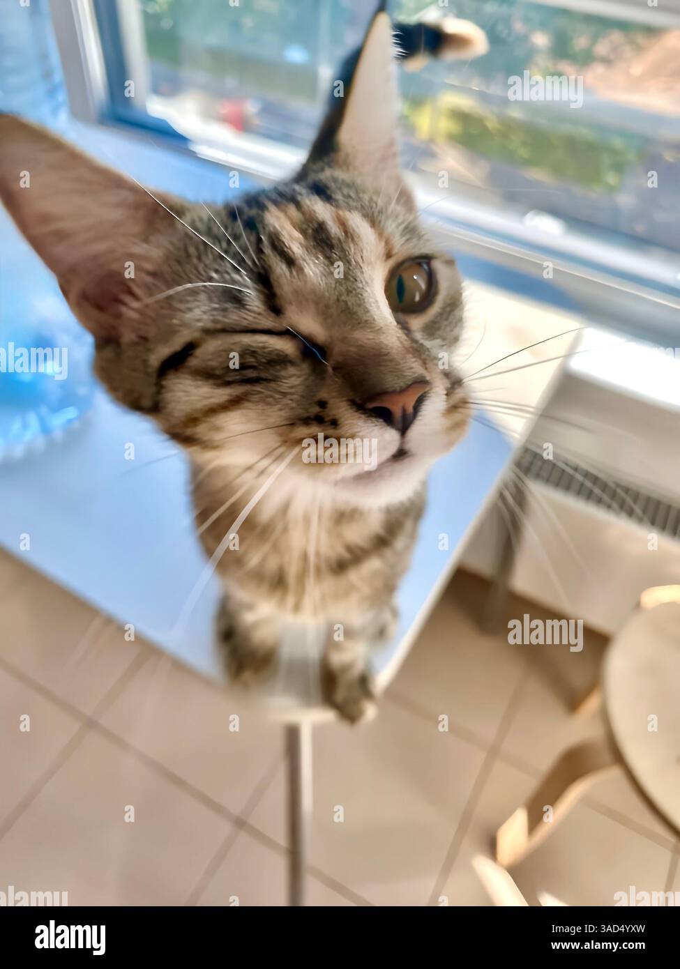 Gros plan d'un chat tabby drôle clin d'œil, portrait d'animal domestique avec une expression ludique, à l'intérieur Banque D'Images