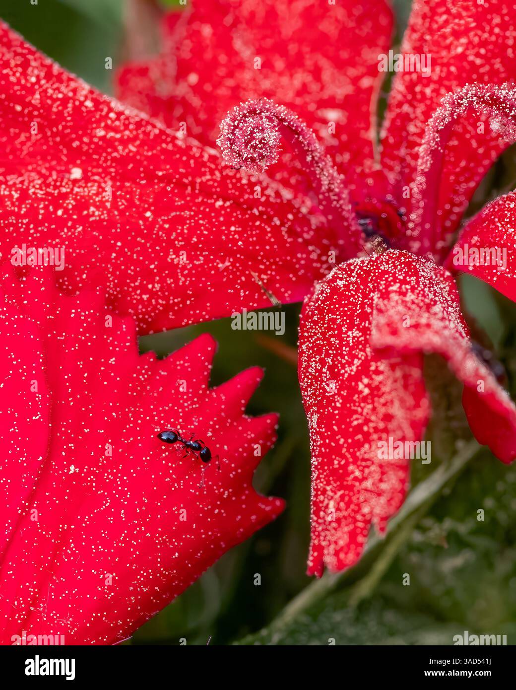 Macro d'une fourmi noire rampant sur les pétales rouges vibrants d'une fleur couverte de pollen. Détails d'insectes et de fleurs dans le jardin vif en gros plan. Banque D'Images
