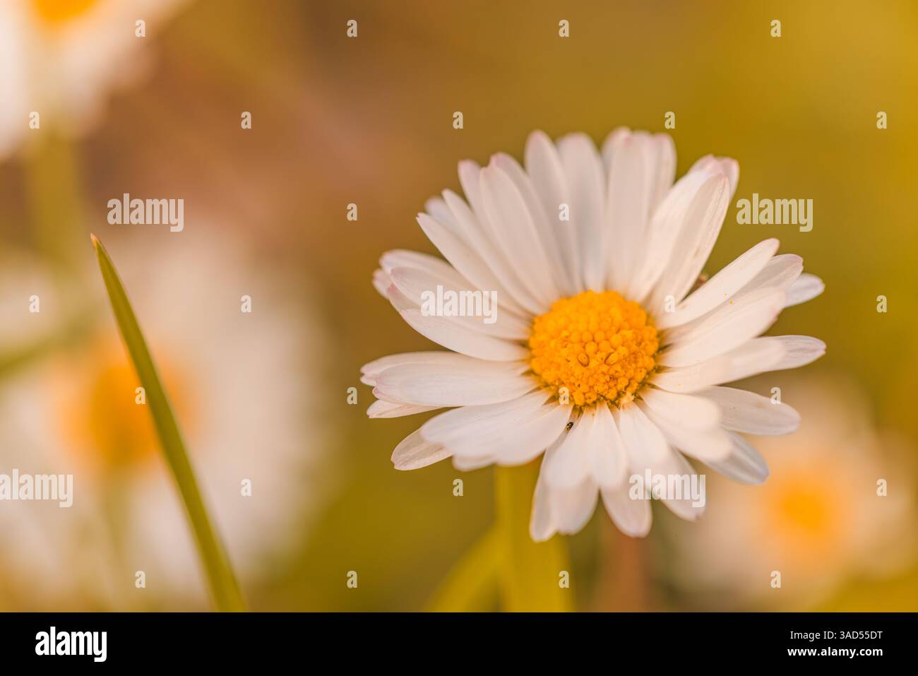 Magnifiques fleurs de Marguerite en gros plan floraison en automne bokeh flou jardin pétales colorés nature saisonnière naturelle fond belle scène florale Banque D'Images