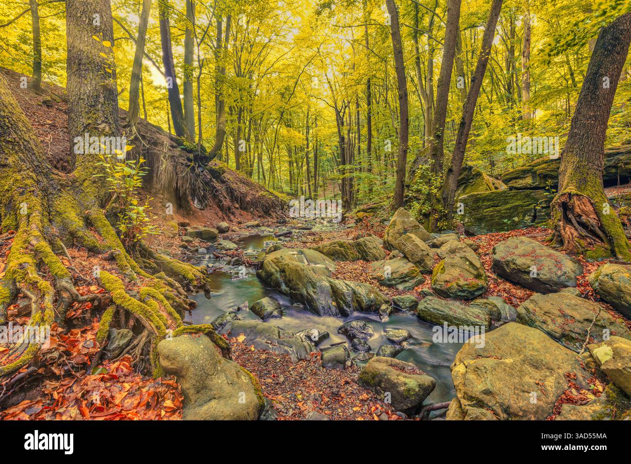 Belle crique de montagne d'automne avec des roches moussues ruisseau d'eau claire jaune coloré arbres de forêt orange paysage naturel pittoresque paisible Banque D'Images