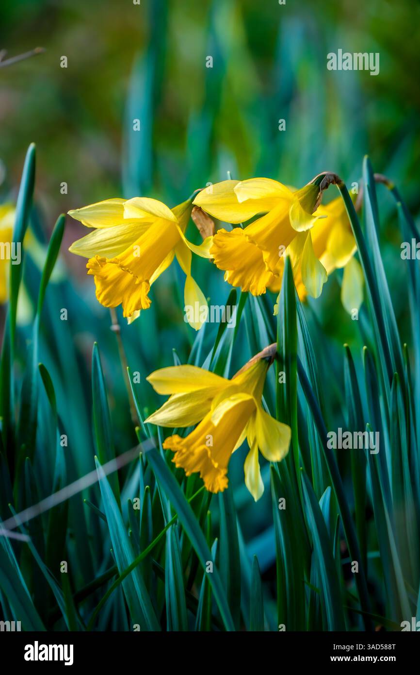 Une macro perspective de jonquille (Narcissus pseudonarcissus) fleurit en tombant gracieusement parmi les lames vertes par un matin de printemps lumineux Banque D'Images