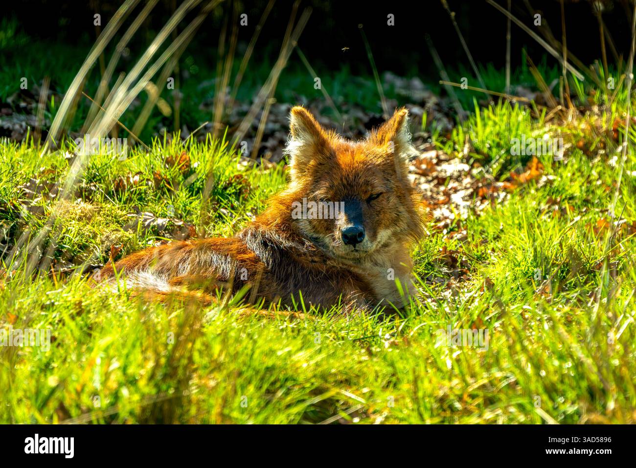 Un Dhole vigilant (Cuon alpinus) s'accroupit au milieu d'une forêt asiatique brumeuse, dégageant un calme sauvage brut et une intensité d'alerte Banque D'Images