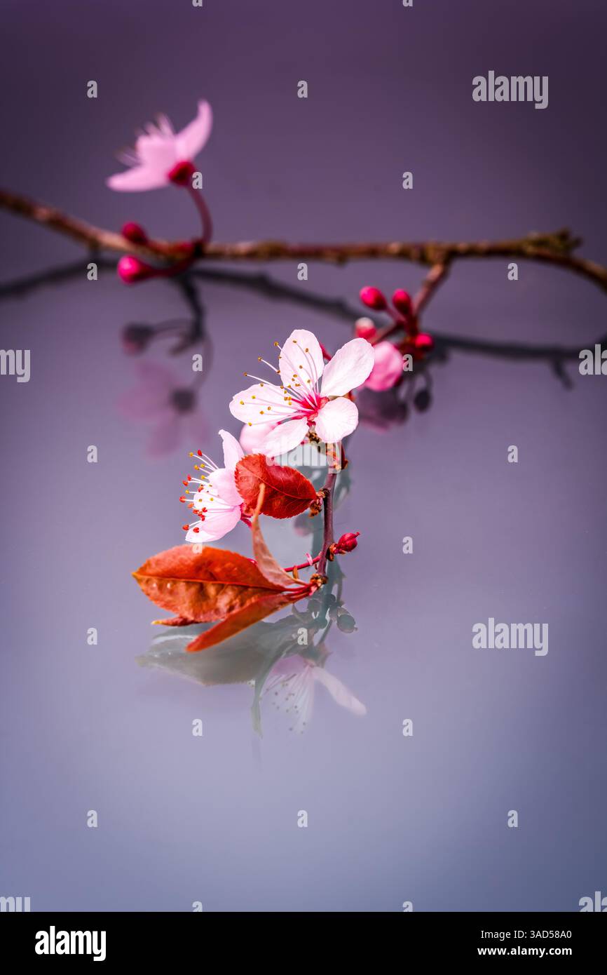 Macro gros plan de fleurs de prune cerise (Prunus cerasifera) disposées sur une surface réfléchissante avec des feuilles lues, des pétales mous et des bourgeons vifs Banque D'Images