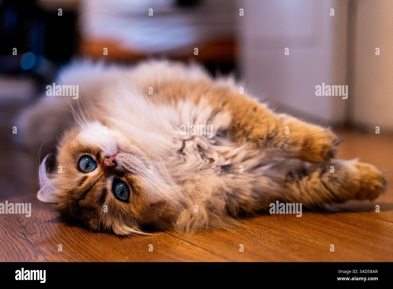 Un luxueux NY11 British Longhair s'étend confortablement sur un sol chaud, regardant vers le haut avec une expression ludique et un somptueux manteau doré Banque D'Images
