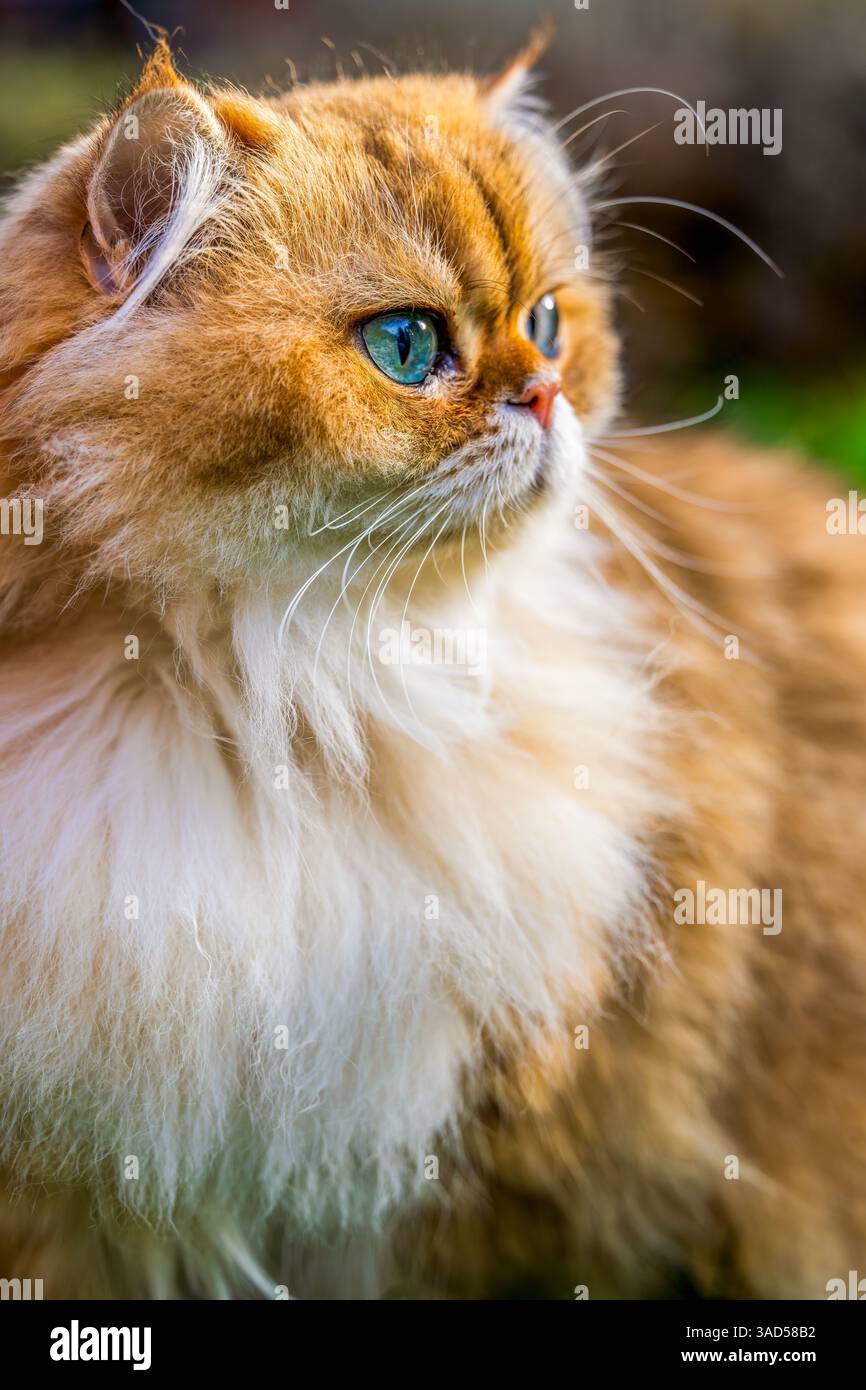 Un Royal NY11 British Longhair arborant des marques de type mascara se dresse dans un jardin ensoleillé, aux yeux verts lumineux et au pelage doré somptueux Banque D'Images