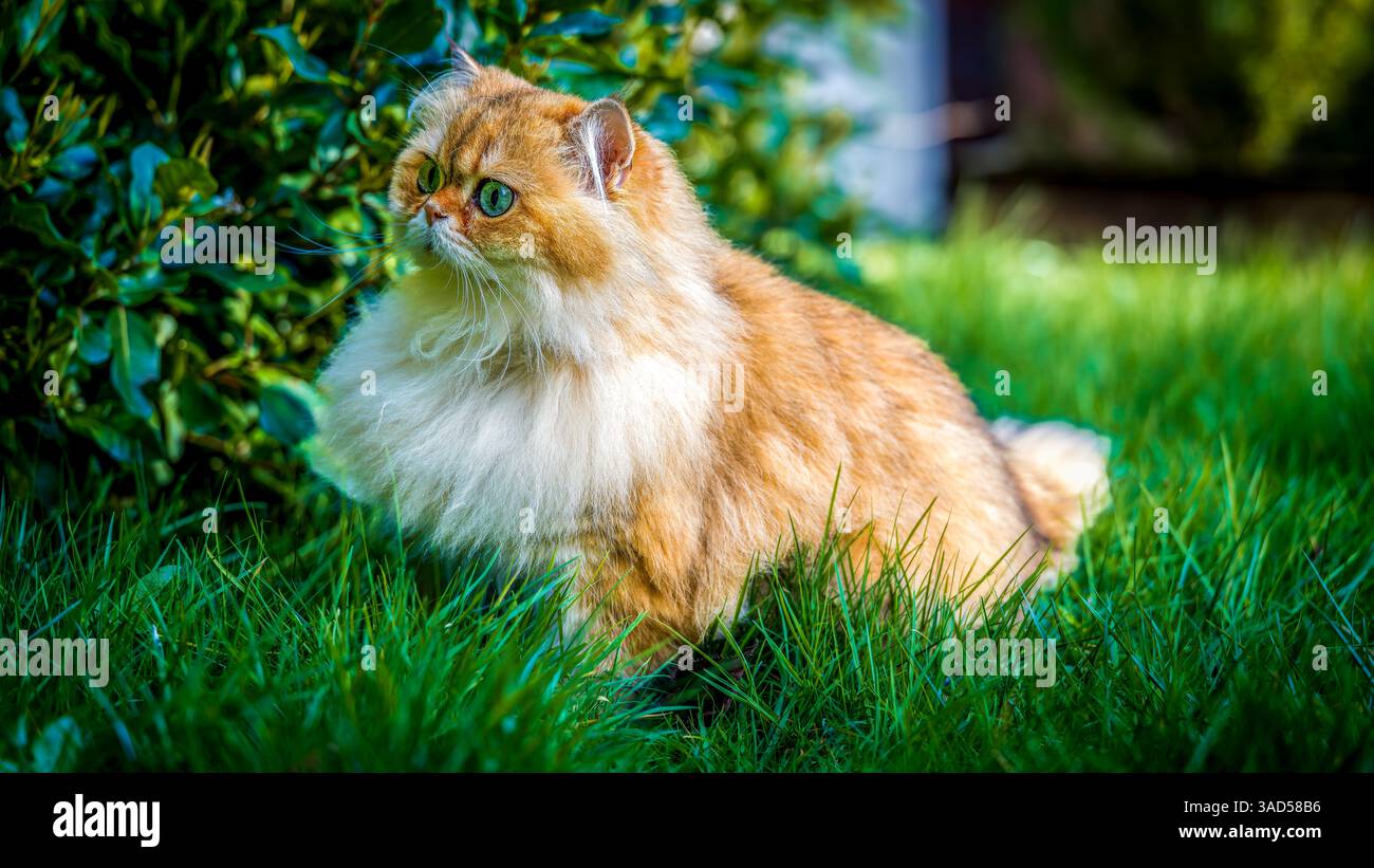 Une peluche NY11 British Longhair traverse élégamment l'herbe luxuriante du jardin, exsudant un calme royal avec un regard lumineux et curieux Banque D'Images