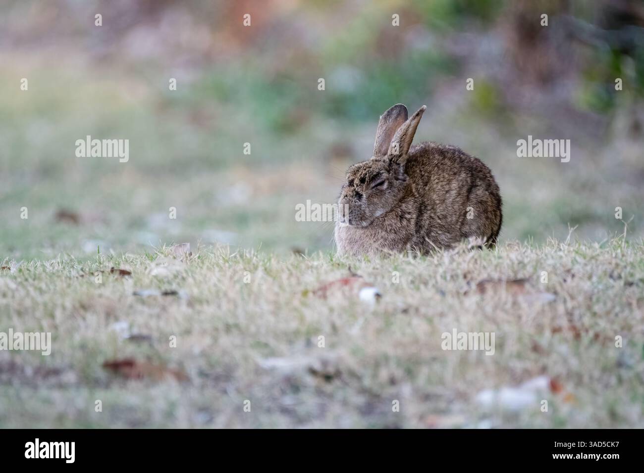 Lapin européen, Oryctolagus cuniculus, dormant sur le sol dans un camping, Pambula Beach, Australie Banque D'Images