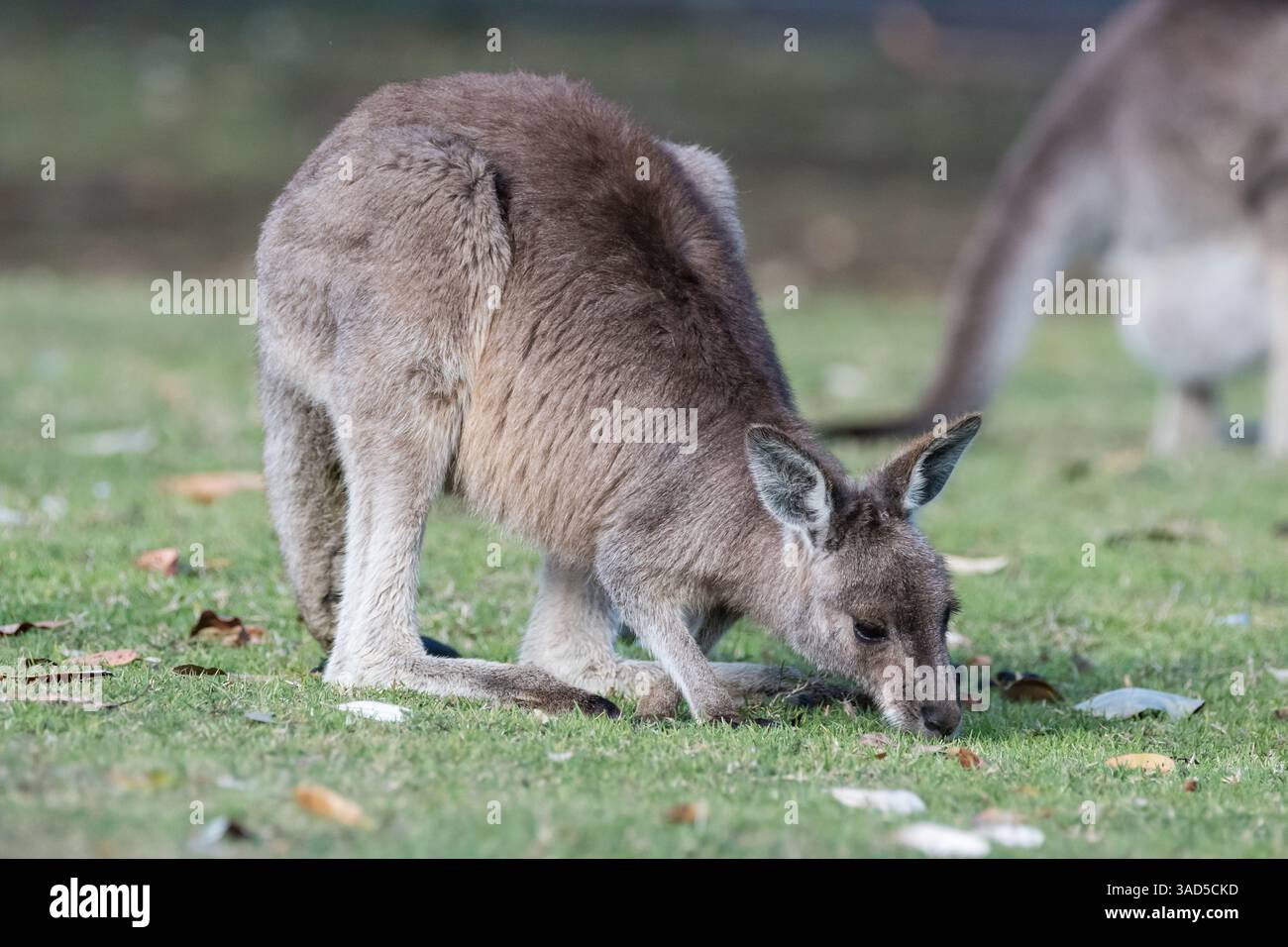 Kangourou gris oriental joey, Macropus giganteus, mangeant sur le terrain d'un camping, Pambula Beach, Australie Banque D'Images