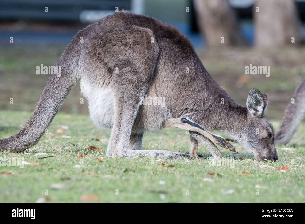 Kangourou gris de l'est, Macropus giganteus, avec joey dans sa poche, mangeant sur le terrain d'un camping, Pambula Beach, Australie Banque D'Images