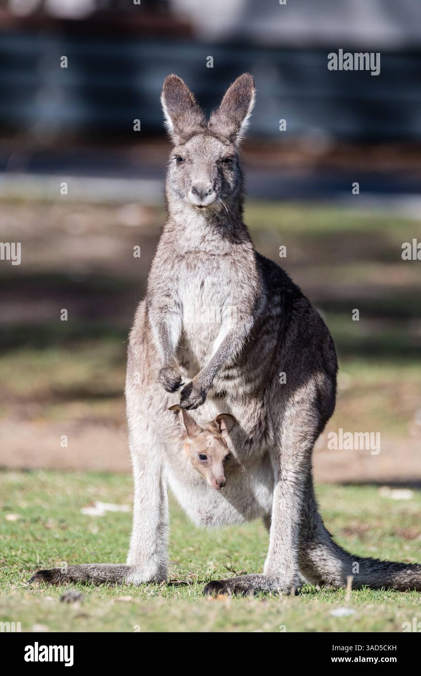 Kangourou gris de l'est, Macropus giganteus, avec joey dans la poche, debout sur le sol d'un camping, Pambula Beach, Australie Banque D'Images