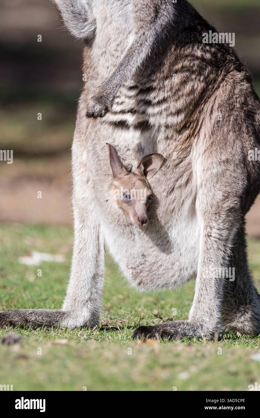 Kangourou gris de l'est, Macropus giganteus, avec joey dans la poche, debout sur le sol d'un camping, Pambula Beach, Australie Banque D'Images