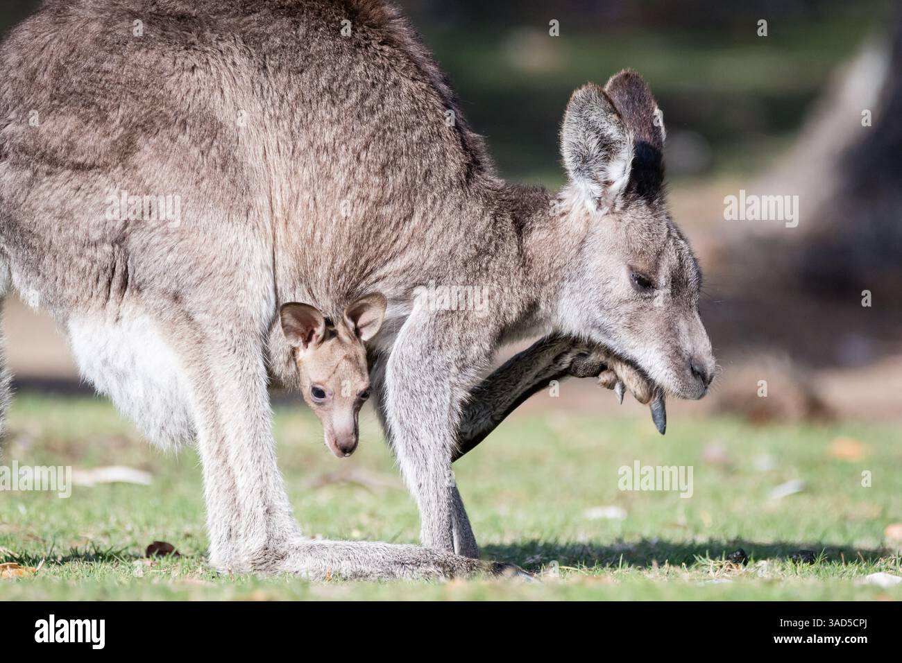 Kangourou gris de l'est, Macropus giganteus, avec joey dans sa poche, mangeant sur le terrain d'un camping, Pambula Beach, Australie Banque D'Images