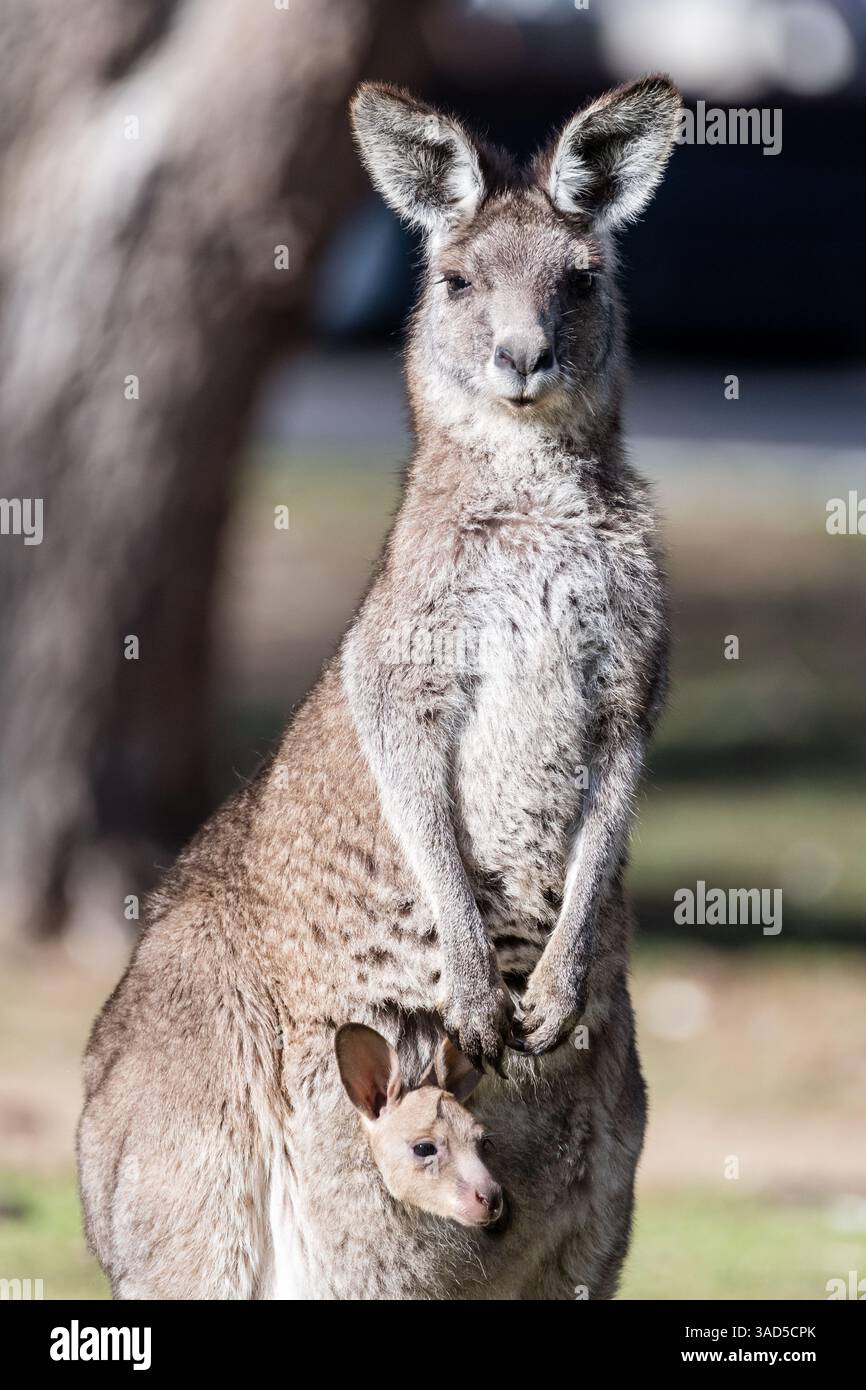 Kangourou gris de l'est, Macropus giganteus, avec joey dans la poche, debout sur le sol d'un camping, Pambula Beach, Australie Banque D'Images