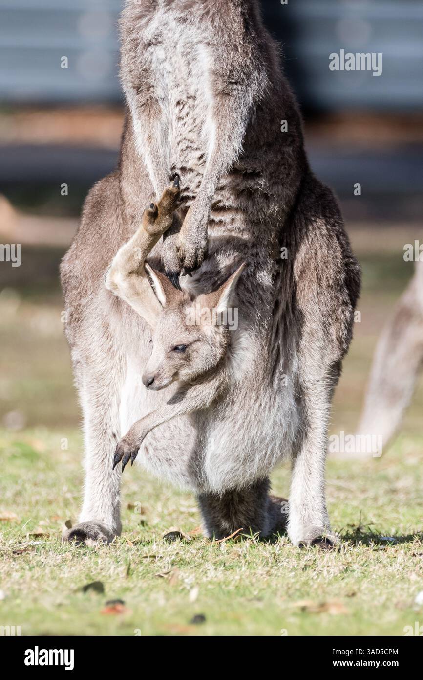 Kangourou gris de l'est, Macropus giganteus, avec joey dans la poche, debout sur le sol d'un camping, Pambula Beach, Australie Banque D'Images